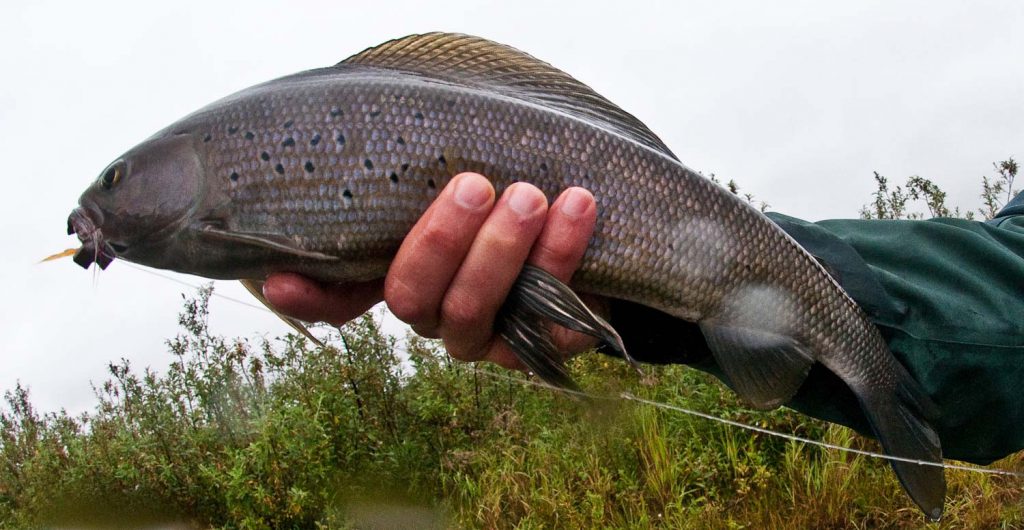 Expedition GRAYLING Fly Fishing Gink and Gasoline How to Fly Fish