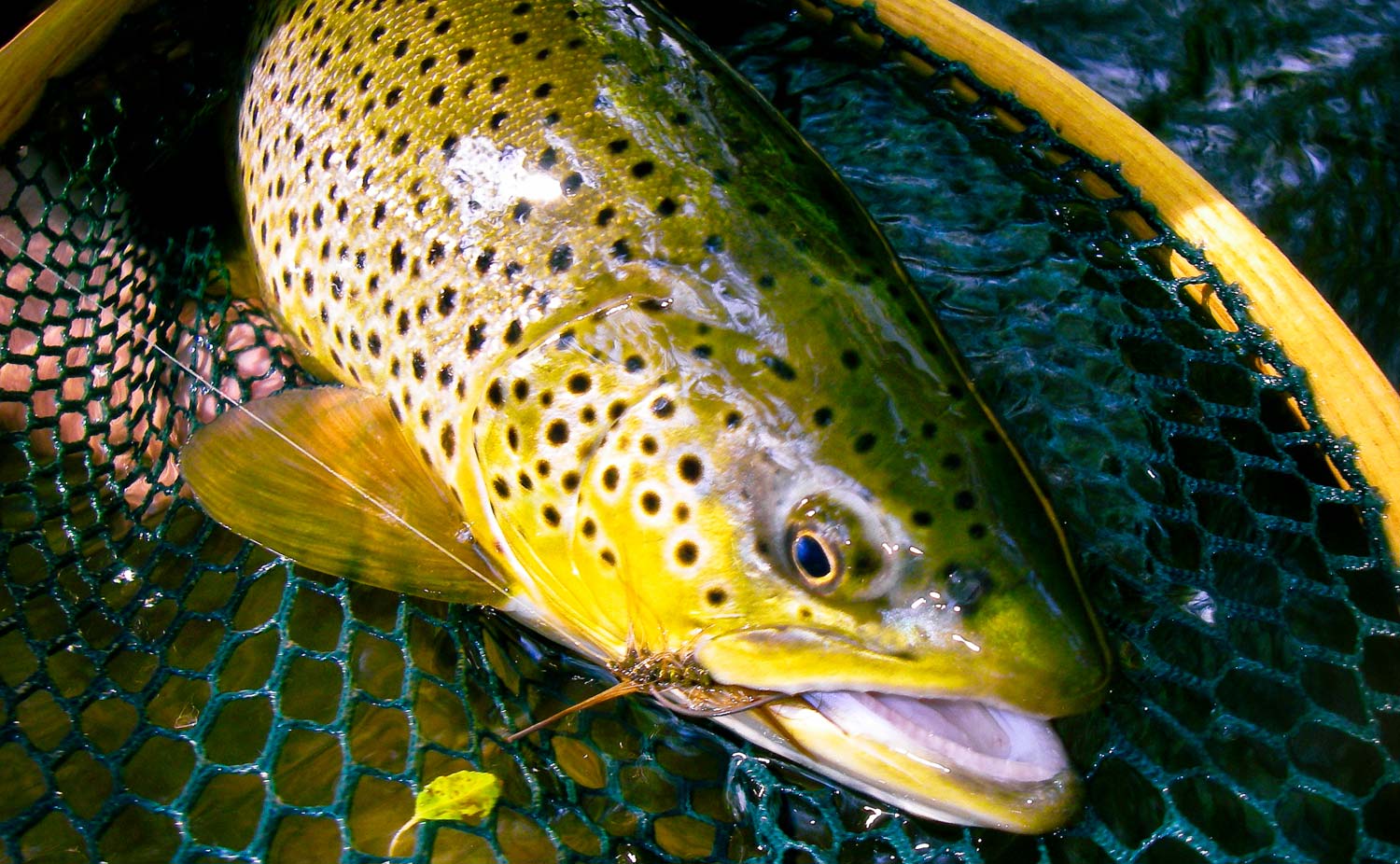 Fishing The Woolly Bugger - Fly Fishing, Gink and Gasoline