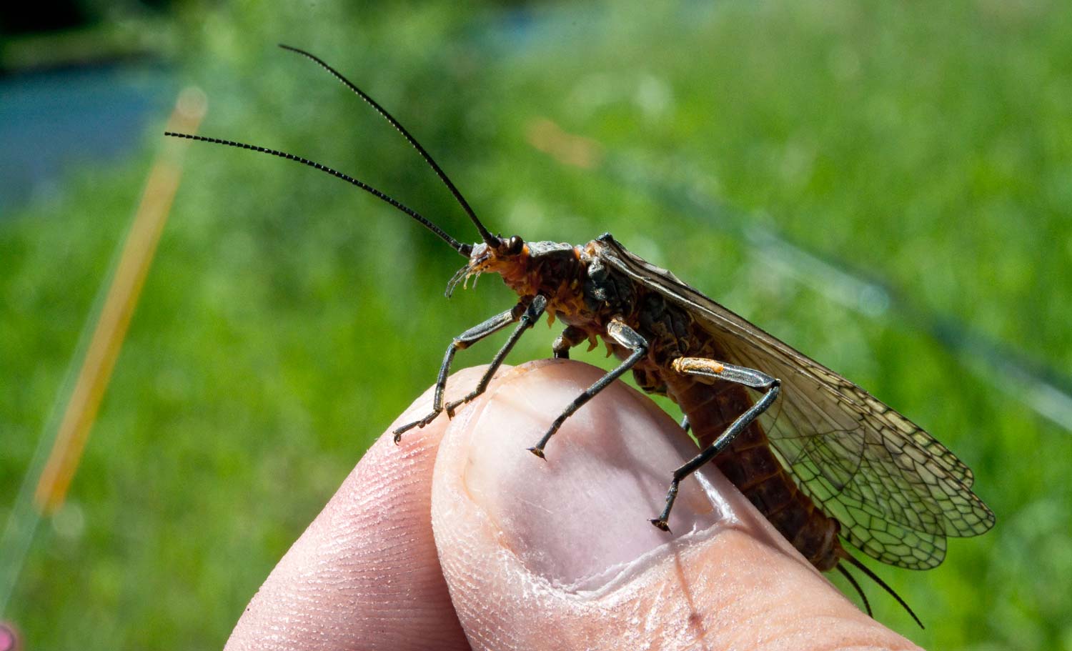 The Case For Stoneflies - Fly Fishing, Gink and Gasoline